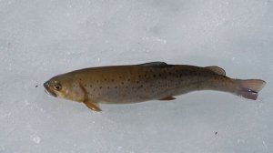 Рыбалка в Приморье. Последний лёд. Река Арсеньевка. 26 - 28.03.2016 г. (с 2018 г.)