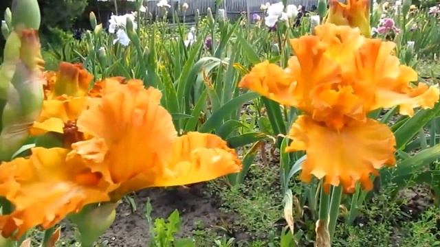 Продолжение моих дачных сюжетов - цветение ирисов бородатых у меня на даче. смотреть онлайн