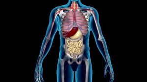 Обзор систем организма человека. #анатомиялекции #биологиямедицина #егэ #дистанционноеобучение