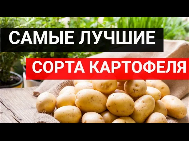 Самые урожайные сорта картофеля 2021. Сорта картофеля которые имеют одни достоинства смотреть онлайн