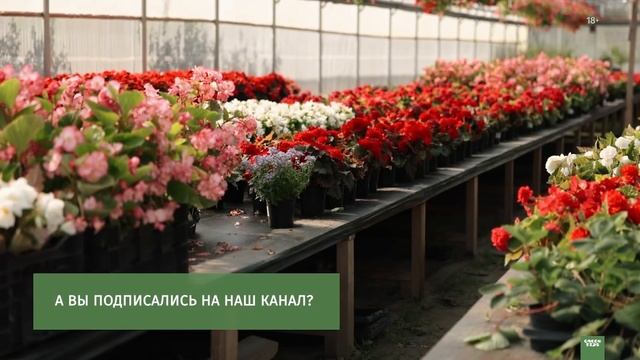 Необычные летники и многолетники. Контейнерное озеленение. смотреть онлайн