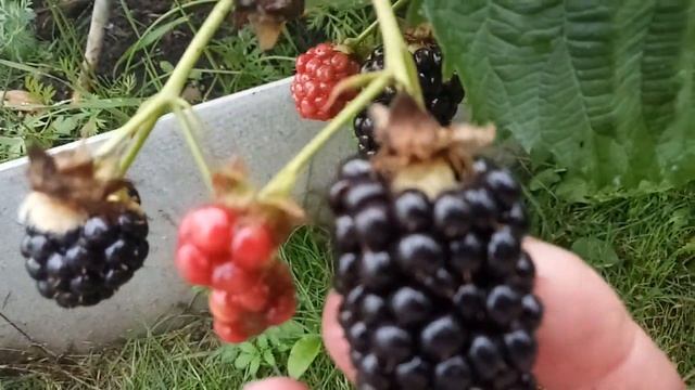 Ежевика и затяжные дожди смотреть онлайн