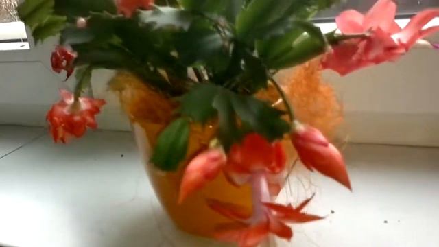 Vianočný kaktus (Schlumbergera truncata) смотреть онлайн