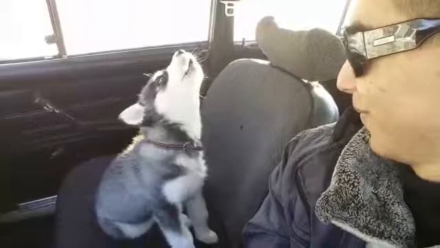 Хаски поет Lx24 танцы под луной. (Husky) смотреть онлайн