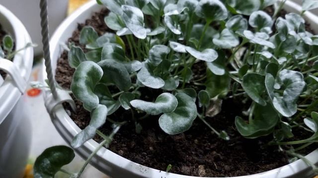 Этот цветок хочется пощупать!!! 2 способа формировки неприхотливой лианы-Дихондры. смотреть онлайн