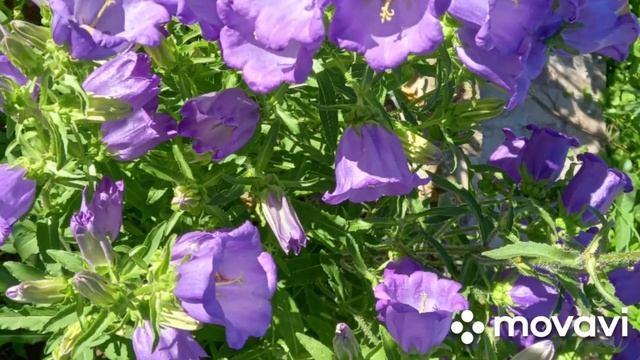 Цветы на даче .Лето 2022 . смотреть онлайн