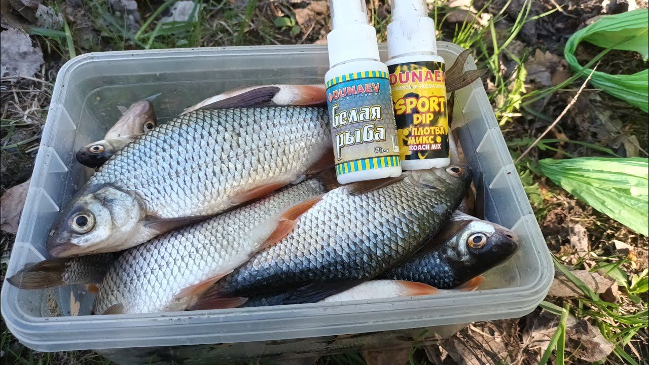 РЫБАЛКА НА ПЛОТВУ В МАЕ. УДИЛИЩЕ В ДУГУ, ЛЕСКА ТРЕЩИТ. КТО-ТО ТЯНЕТ В ГЛУБИНУ смотреть онлайн