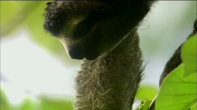 Three-toed Sloth: The Slowest Mammal On Earth | Nature on PBS смотреть онлайн