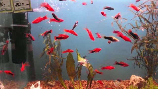 меченосец вильчатый и меченосец черный Xiphophorus helleri смотреть онлайн