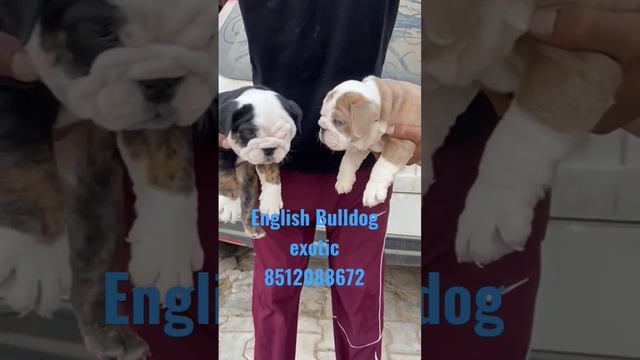exotic English Bulldog import pedigree puppy available #akpetshop #englishbulldog #chihuahua #husky смотреть онлайн