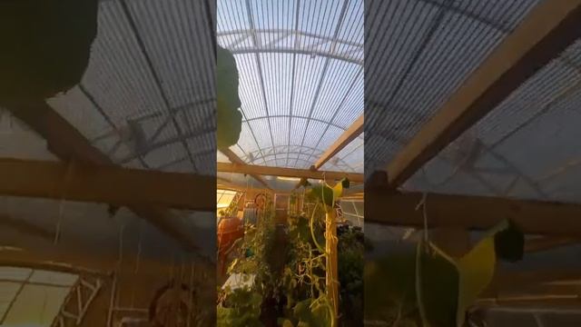 Подвязываем огурцы в теплице. Агроном вершит судьбы тыкв и арбузов. смотреть онлайн