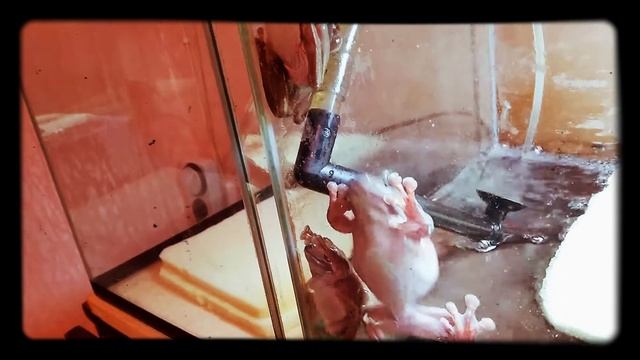 Австралийские квакши смотреть онлайн