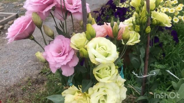 Мои эустомы в саду. 2022. смотреть онлайн