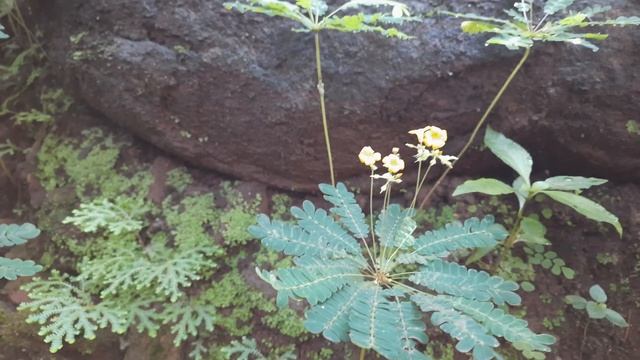 Biophytum sensitivum (മുക്കുറ്റി) смотреть онлайн