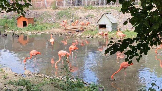 Алматы. Розовые фламинго в зоопарке. смотреть онлайн