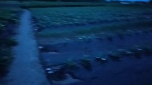 Обработка клубники 16 мая, подкормка сывороткой