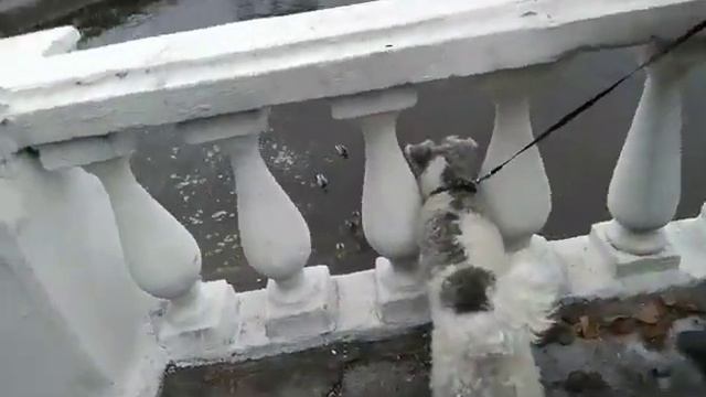 Дичь и фокстерьер Ника смотреть онлайн