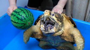 Аллигаторовая Черепаха Разрывает Арбуз за Один Укус