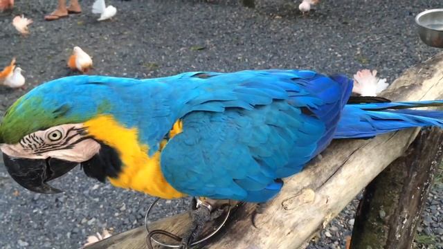 ?? ТАИЛАНД [Часть 5]: Paradise Park (Парадайс парк) Тактильный парк Самуи Попугаи ВашВедущий.рф смотреть онлайн