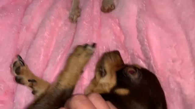 Всем спокойной ночи и самых добрых снов. смотреть онлайн