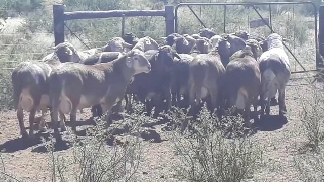 Meatmaster Sheep with High Meat Production / South Africa смотреть онлайн