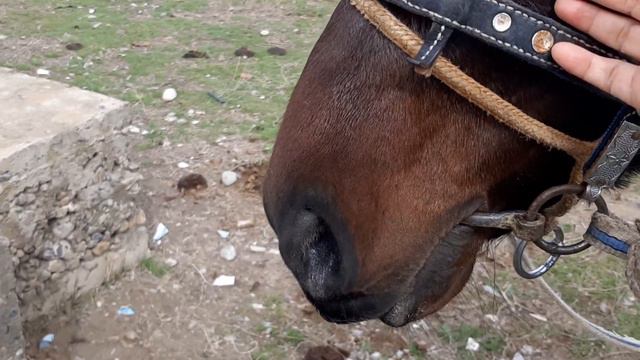 Станция Коксу. Наурыз мейрамы - Көкпар 🐎 смотреть онлайн
