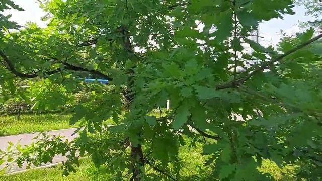 ?Ищу желуди под дубом смотреть онлайн