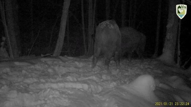 "Царь-горы" по-зубриному. Национальный парк "Угра" смотреть онлайн
