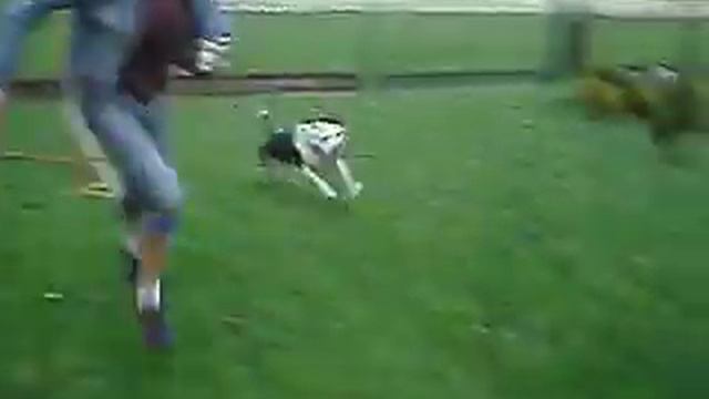 agility- Dina na "torze"......... смотреть онлайн