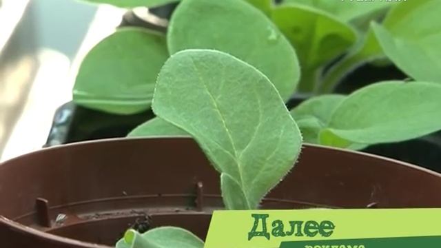 Удачные заметки 11.04.2017. Сорта картофеля. Дачные советы. Подкормка рассады смотреть онлайн