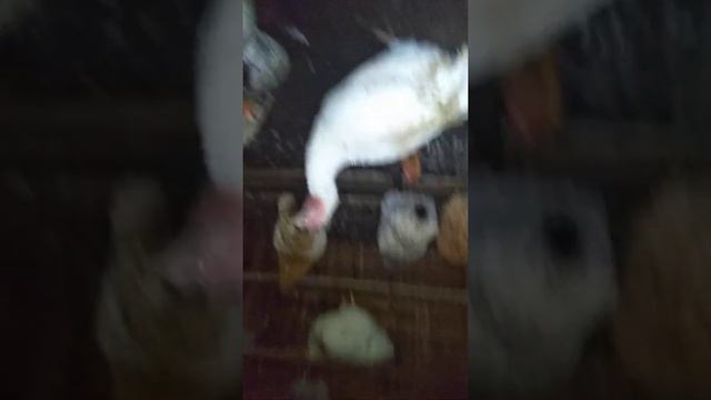 Мои куры, утки и индюки смотреть онлайн