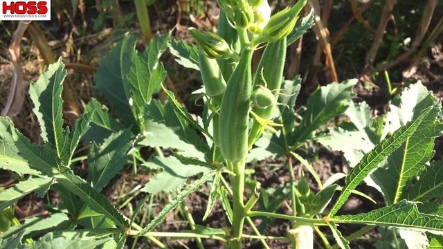 The Ultimate Guide to Growing Okra смотреть онлайн