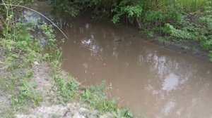 Ловля усача на течении.Охота на усача.Рыбалка