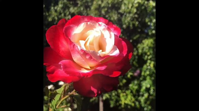 Double Delight Rose