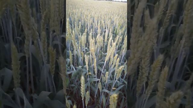 Прямой посев пшеницы по подсолнечнику. Сорт Баграт. смотреть онлайн