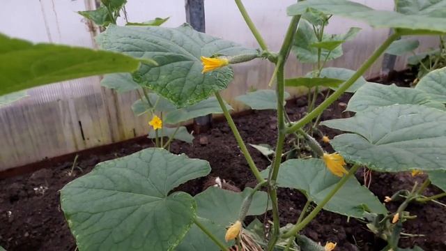 Амур F1 видео смотреть онлайн