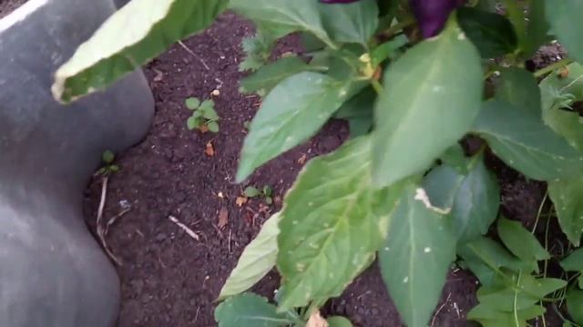 #РукоделиеотГалины Сиреневый болгарский перец смотреть онлайн