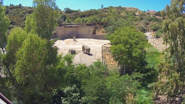 Zoo, elephant in the park Selwo Aventura, Costa del Sol, Estepona, Málaga, Spain 2014 HD смотреть онлайн