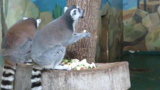 Обед у лемуров и капибар 02.01.2020 смотреть онлайн