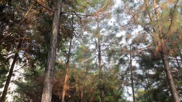 Secrets of the Forest: Unraveling Mysteries in Lush Woodlands смотреть онлайн