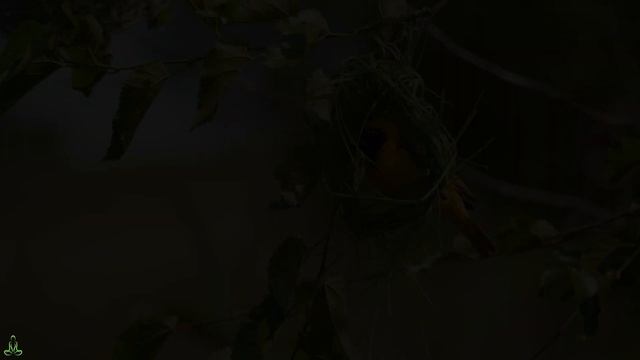 послушайте эту музыку и вам станет легче #8🌿Звуки леса-Щебетание-Успокаивающая музыка снимает стрес смотреть онлайн