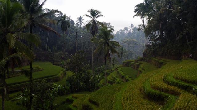 Relaxing Sounds of nature Jungle | Расслабляющие звуки природы джунгли смотреть онлайн