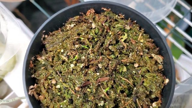 2 December 2023 • Orchids And Nepenthes Update