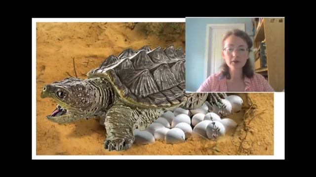 Кайманова черепаха