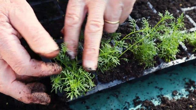 HOW TO POT ON PLUG PLANTS - POTTING ON PLUG PLANTS AT HOME смотреть онлайн