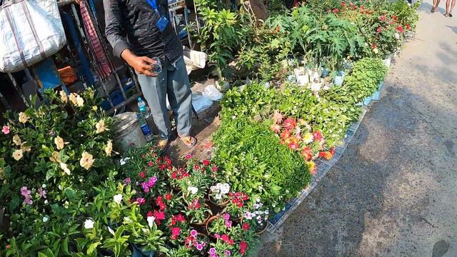 ADENIUM HIBISCUS TIBU CHINA FLOWER PLANT CURRENT PRICE AT BAGHBAZAR SOKHER HAAT|Best Flowers Foreve смотреть онлайн