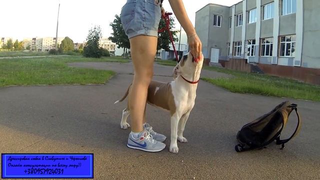 35. Дрессировка амстаффа смотреть онлайн