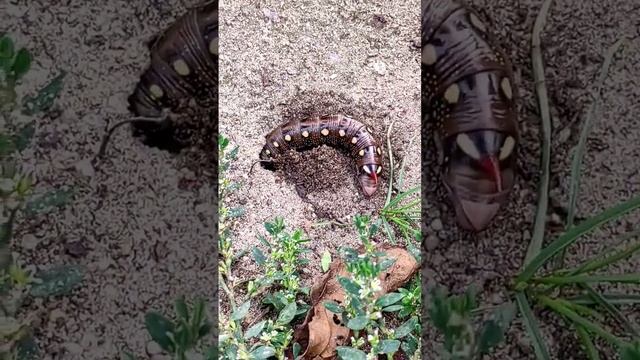 Гусеница подмаренникового бражника (Hyles gallii) роет себе нору смотреть онлайн