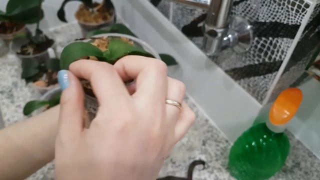 Этим орхидеям НЕОБХОДИМА моя помощь.! Рибав и Янтарная кислота для орхидей. смотреть онлайн
