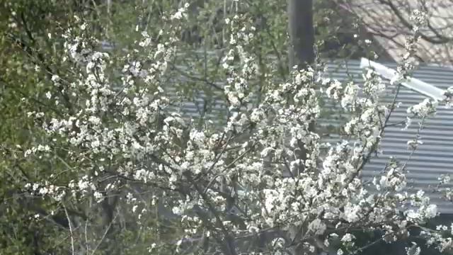 Алыча цветёт